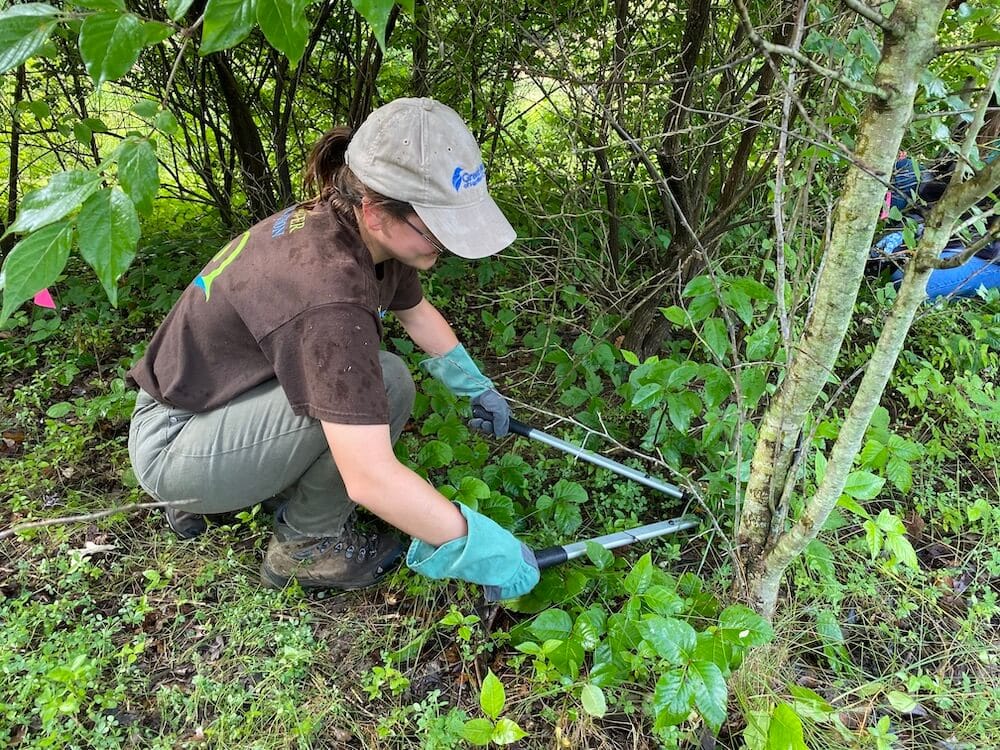 Invasive Plants Removal Project Day 2